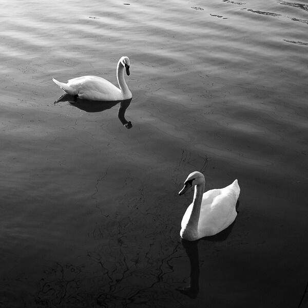 Axel Ronsin | Two swans